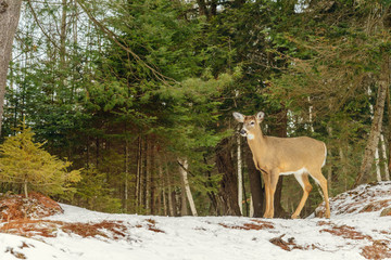 Naklejka premium Young Deer (Omega Park of Quebec)
