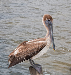Brown Pelican perching / roosting on fishing dock post on Isla Blanca in the Cancun Bay in the state of Quintana Roo Mexico along the Mayan Riviera Coast