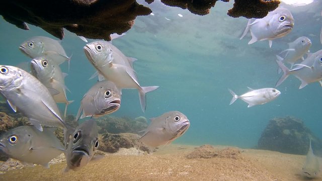 Bigeye trevally (Caranx sexfasciatus) drop under the coral to a cleaning station, Indian Ocean, Hikkaduwa, Sri Lanka, South Asia

