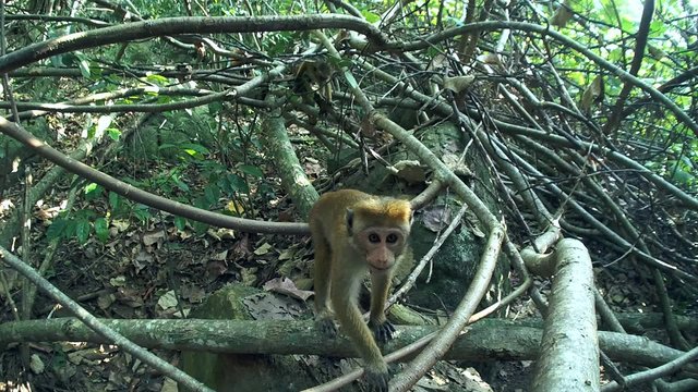 young, curious toque macaque (Macaca sinica, endemic to Sri Lanka) look into the camera, Sri Lanka, South Asia
