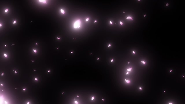 舞い散る桜　sakura cherry blossom