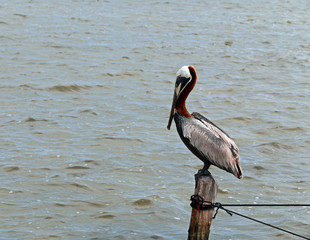 Brown Pelican perching / roosting on fishing dock post on Isla Blanca in the Cancun Bay in the state of Quintana Roo Mexico along the Mayan Riviera Coast