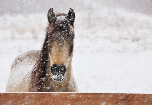Horse in Blizzard