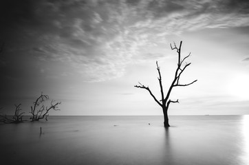 black and white image of dead mangrove tree surrounding by sea water during sunset. soft and blurred focus on water and clouds due to long exposure.