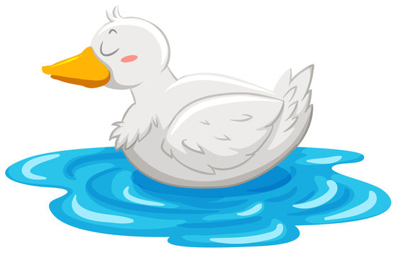 Little duck floating on water
