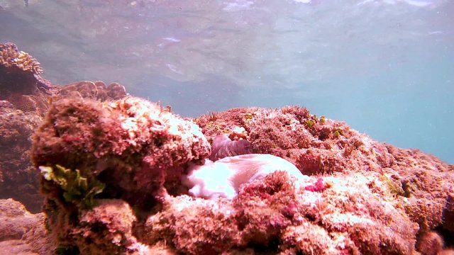 frightened octopus changes color, hiding in a hole and then climbs (Bottom View), Indian Ocean, Hikkaduwa, Sri Lanka, South Asia
