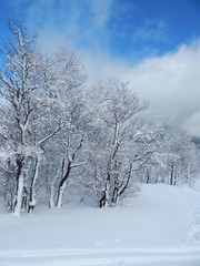 Snowed trees