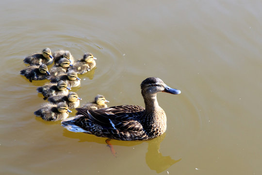 Color DSLR stock image of mother duck and baby ducklings swimming on the water. Horizontal with copy space for text