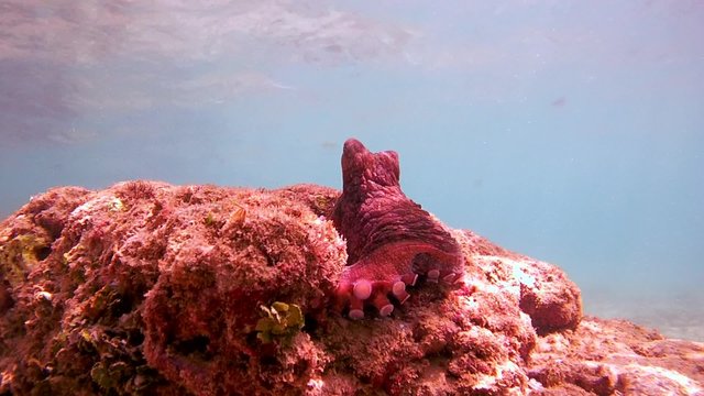 curious octopus (Octopus cyanea) sits on a rock and pulls one tentacle forward (bottom view), Indian Ocean, Hikkaduwa, Sri Lanka, South Asia
