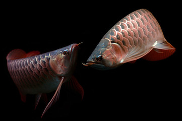 Asian Arowana fish on black background