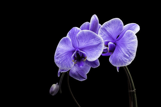 Fototapeta Purple Orchids