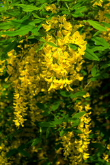 Beautiful yellow flowers of the Golden Rain Tree