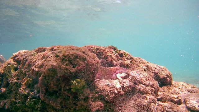 Cyane's octopus (Octopus cyanea) clears its hole on the sand with water jet, Indian Ocean, Hikkaduwa, Sri Lanka, South Asia
