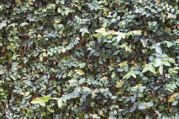 Green plant wall background decorated in garden