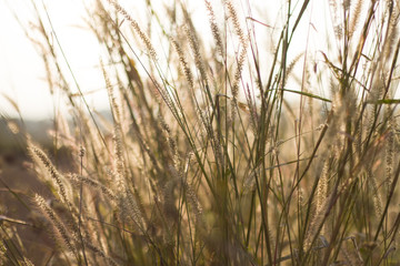 sunset grass flower in nature background [Blur and Select focus]