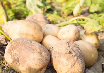 Potato in field