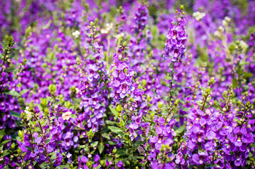 purple flowers in the field,summer or spring background