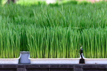 Wheat sprouts in seedling tray.