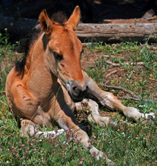 Naklejka na ściany i meble Wild Horse Mustang Buckskin Baby Colt Foal on Pryor Mountain Montana USA