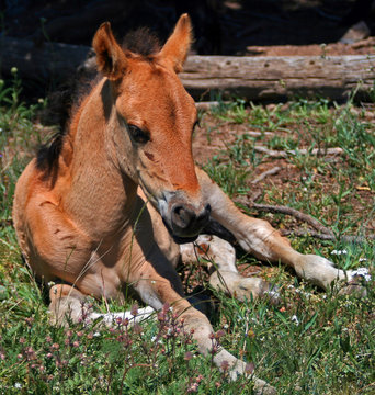 Wild Horse Mustang Buckskin Baby Colt Foal on Pryor Mountain Montana USA