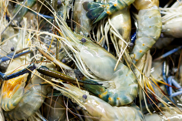 Fototapeta premium Fresh shrimp