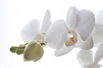 Fototapeta na wymiar Weiße Phalaenopsis Orchidee vor weißem Hintergrund