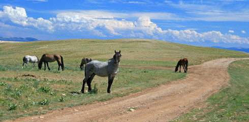 Wild Horse Mustang Gray Grulla Roan Stallion guarding his small herd of mares in the mountains of...