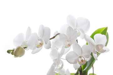 Naklejka na ściany i meble Weiße Phalaenopsis Orchidee vor weißem Hintergrund
