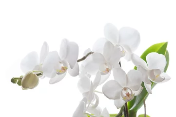 Plexiglas foto achterwand Witte phalaenopsis orchidee voor witte achtergrond © moquai86