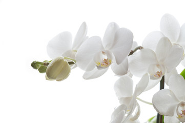 Weiße Phalaenopsis Orchidee vor weißem Hintergrund