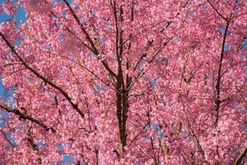 The Himalayan cherry blossom.