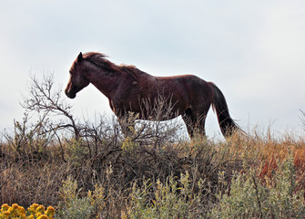 Fototapeta na wymiar Wild Horse Mustang Bay Stallion in Theodore Roosevelt National Park ND