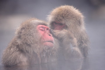 SNOW MONKEY(地獄谷野猿公苑)
JIGOKUDANI MONKEY PORK

