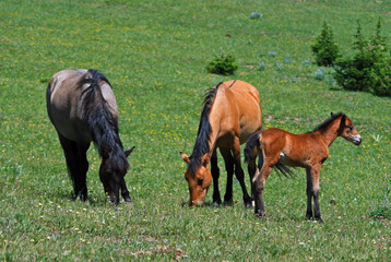 Naklejka na ściany i meble Wild Horse Mustang Mare with Buckskin Baby Colt Foal in western United States