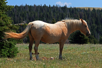 Wild Horse Mustang Palomino Mare in the Pryor Mountains in MT