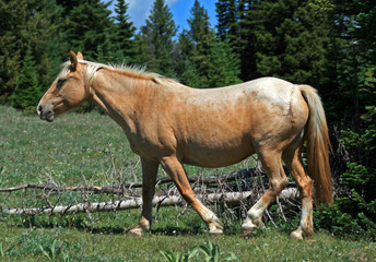 Pregnant wild horse mustang palomino mare in the western North America