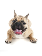 French bulldog on white background