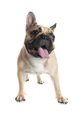 French bulldog on white background