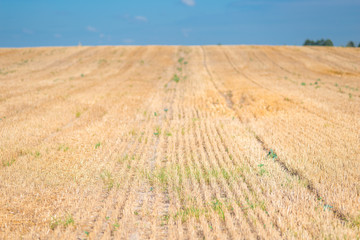 Dry prickly cut wheat stalks close-up