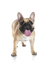 French bulldog on white background