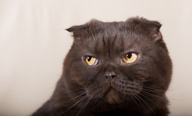 Beautiful cat with yellow eyes