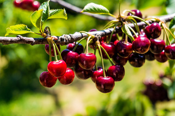 Beautiful cherries on a tree