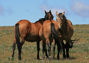 Obraz na płótnie Canvas A Trio of Wild Horses in the western United States