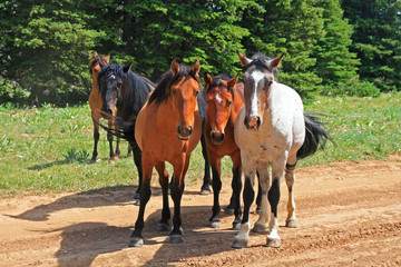Fototapeta premium Wild Horse Mustang Herd in the western United States