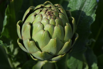 artichoke fruit 