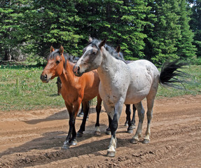 Obraz na płótnie Canvas Small band of wild horses in the western United States