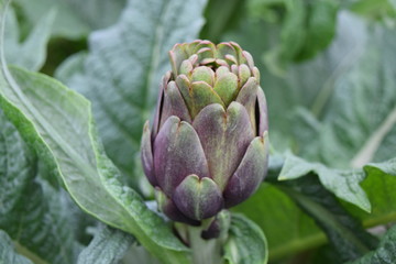 Fototapeta premium artichoke fruit