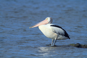 Fototapeta na wymiar Australian pelican standing on a rock surrounded by blue water