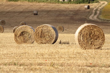 Fieno. Grano