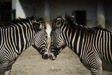 Fototapeta na wymiar Zebra twins